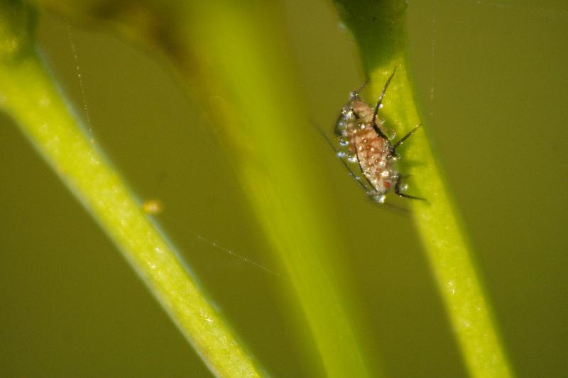 Insecte inconnu.jpg